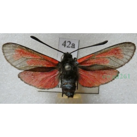 Zygaena purpuralis (Brünnich, 1763) Kraśnik purpuraczek Czech42a